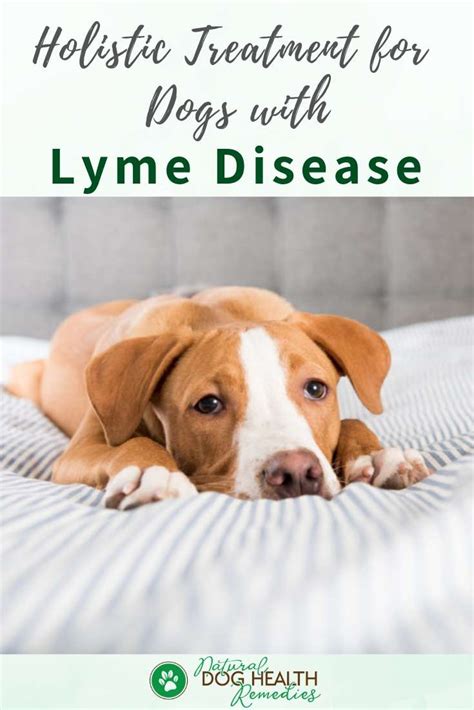 Can Dogs Recover From Lyme Disease