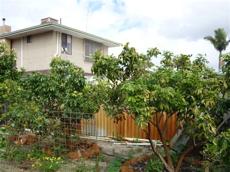 Fruit trees are great nitrogen feeders and is the pruning your fruit trees: Forum: Fruit Trees In Perth WA