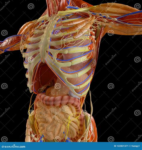Rib Cage Anatomy Organs Liver