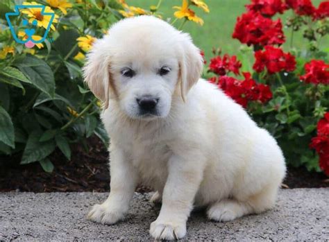 Gold rush kennels with their english creams and whose owner. Serenity | Golden Retriever - English Cream Puppy For Sale ...