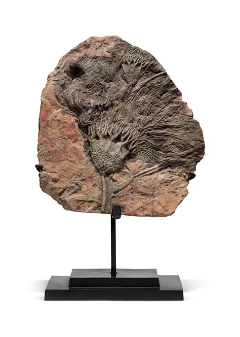 A Fossil Sea Lily Morocco Christies