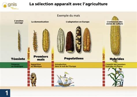 Histoire De La Sélection Du Maïs Plant Breeding Maize Plant Evolution