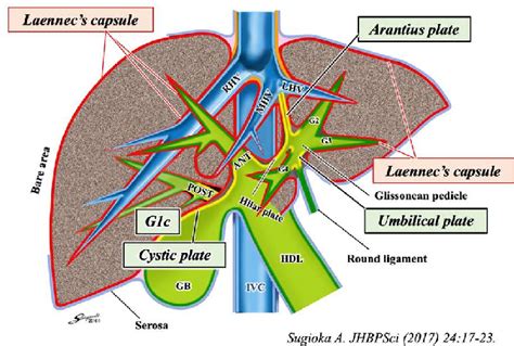 Figure 1 From Standardization Of Anatomic Liver Resection Based On