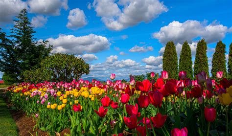 Beautiful Sky Over Tulip Garden