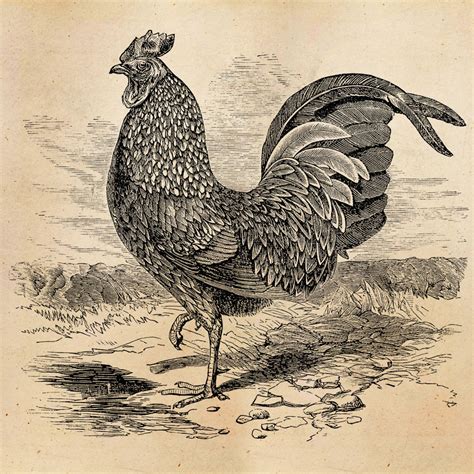 Vintage Rooster Illustration Printable 1800 Antique Chickens Print