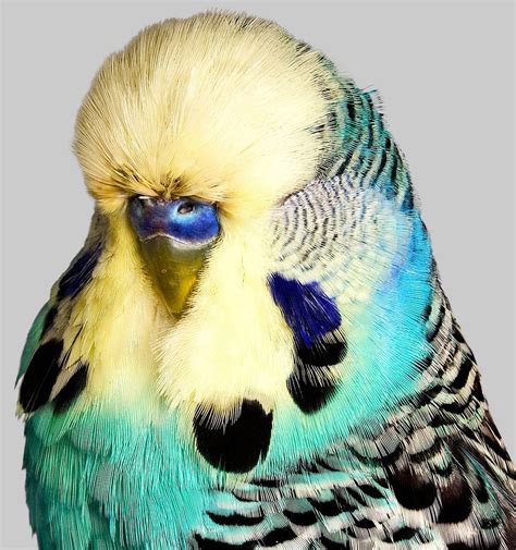 Advice On The Correct Diet And Exercise For Your Pet Budgie Pretty