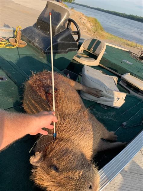 Bowfisherman Kills Capybara In Illinois Meateater Conservation