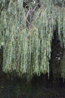 Salix alba (white willow) is a species of willow native to europe and western and central asia. Salix sepulcralis 'Chrysocoma' ( Salix alba 'Tristis) 12 ...