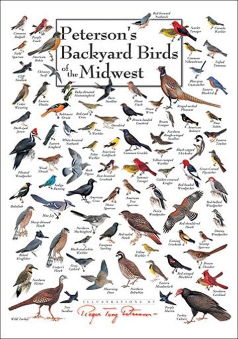 Mid West Backyard Birds Chart Backyard Birds Birds Bird Identification