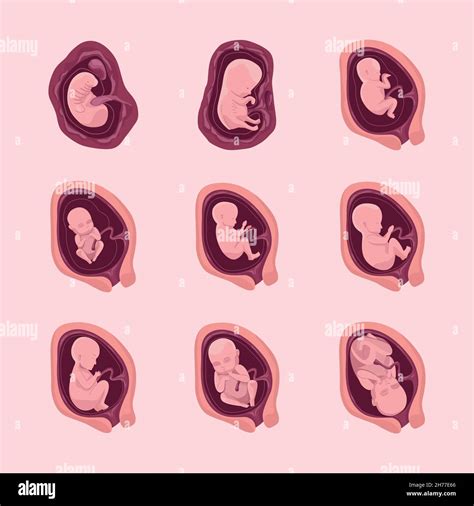 Nueve Iconos De Desarrollo Embrionario Imagen Vector De Stock Alamy