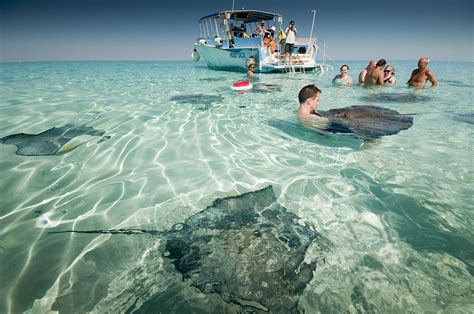 stingray city tours trips excursions grand cayman cayman islands