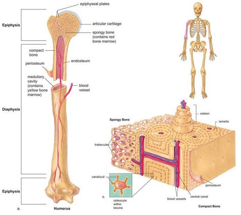 In children, red bone marrow is found in the medullary cavity of the long bones, such as the femur (gurevitch, slavin, resnick, khitrin, & feldman, 2009;moore & dawson, 1990). Bone Model Labeled - Bing Images | Human body anatomy ...