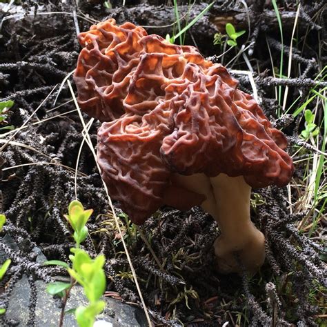 False Morel Mushrooms Identification All Mushroom Info