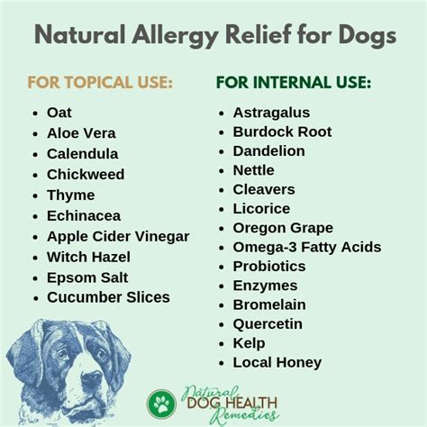 Dog Flea Allergy Home Remedy Petswall