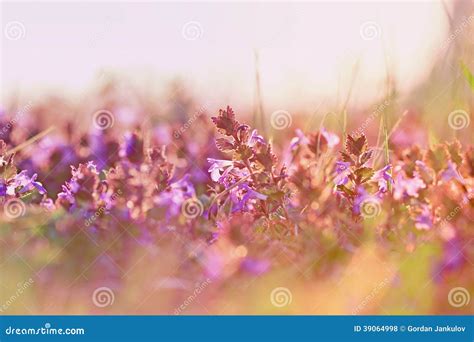 Beautiful Purple Meadow Flowers Stock Photo Image Of Blooming Grow