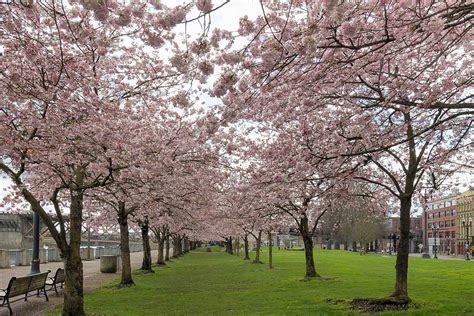 Cherry Blossom Trees At Portland Waterfront Photograph By