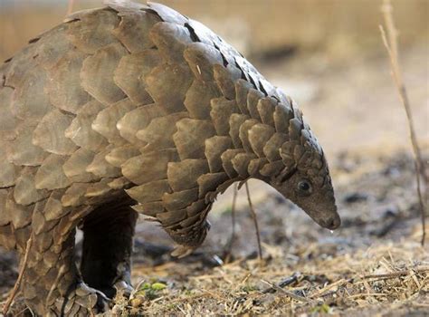 China Removes Pangolin Scales From List Of Traditional Medicines The