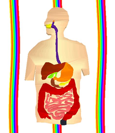 Rainbow Anatomy Sticker By Badblueprints For Ios And Android Giphy