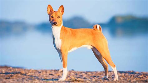 Basenji Price Temperament Life Span