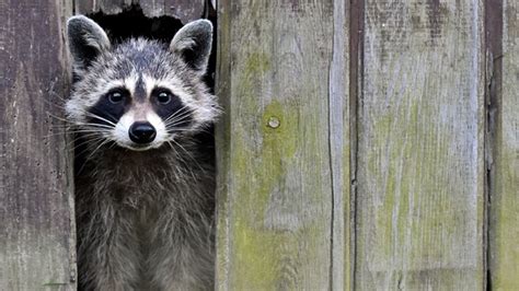 Distemper Not Rabies Spreading Among Toronto Raccoons Officials