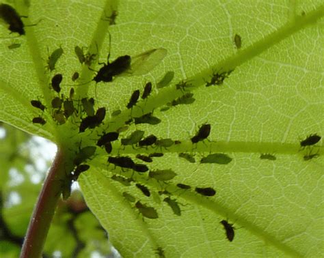 Amur Maple Acer Ginnala Facts Uses Pests And Diseases Dengarden