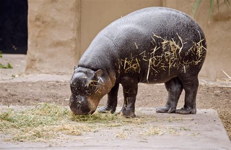 Pygmy Hippopotamus Facts Information And Habitat