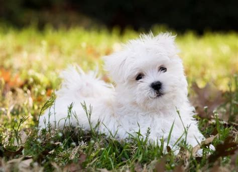 Malteser Hunderasse Mit Bild Info Temperament Charakteristiken Und Fakten