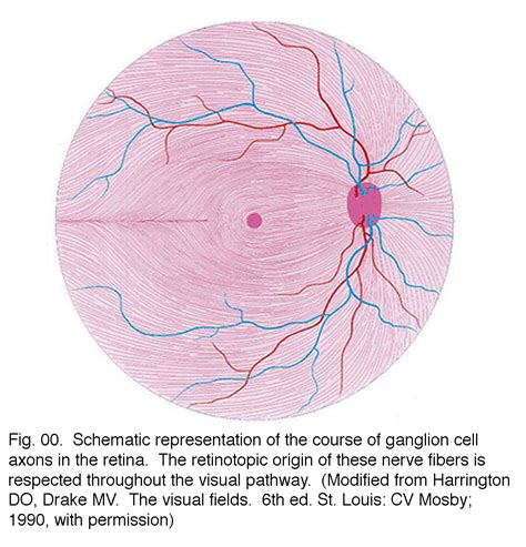 Schematic Cross Section Showing The Retinal Blood Ves