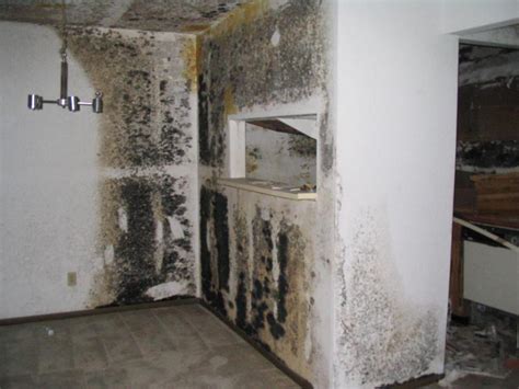 What To Do When You Have Black Mold In Your Home