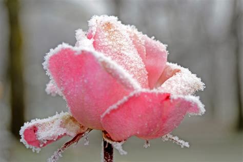 Frozenrose 1600×1066 Frozen Rose Frozen Rose