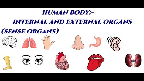 Organs Of The Body External And Internal Organs Grade ICSE Board YouTube