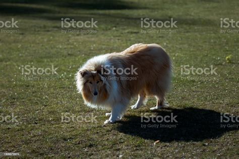 Close Photos Of A Dog Lassie Stock Photo Download Image Now Animal
