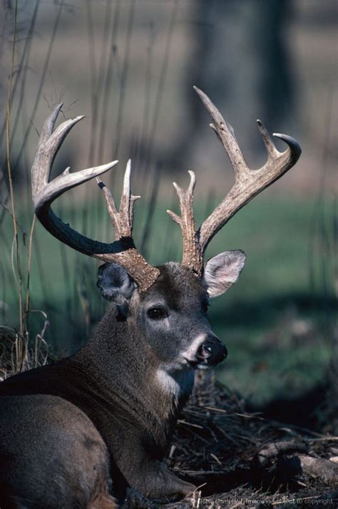 140 Best Images About Deer On Pinterest