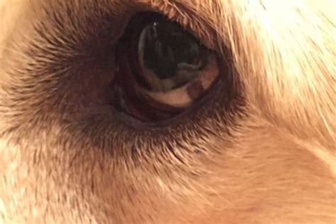 Dark Spot On Dogs Eye 4 Reasons Why And What To Do