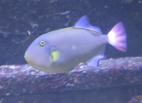 Pink Tailed Triggerfish Melichthys Vidua Zoochat