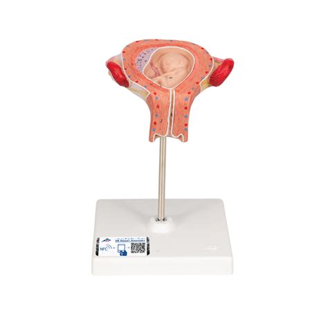 Anatomical Teaching Model Plastic Obgyn Models Pregnancy Model