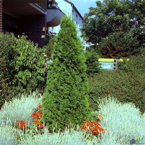 Thuja Smaragd Lebensbaum Säulenform Versch Größen Heckenpflanzen Beste