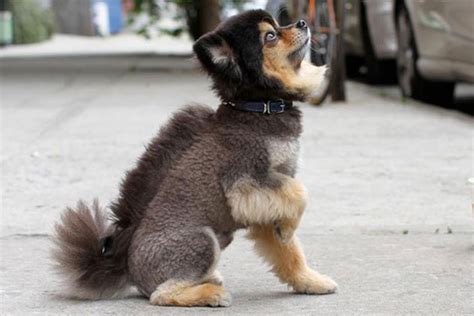 Top 13 Hilarious Bad Dog Haircuts That Have Gone Wrong Glamorous Dogs