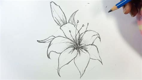 How To Draw A Tiger Lily Draw A Circle For The Head And An Oval Just