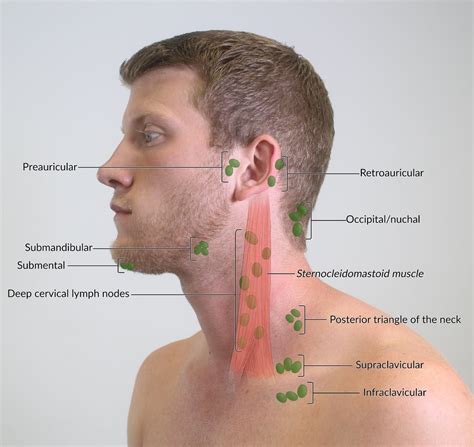 Lymph Nodes Behind Ear