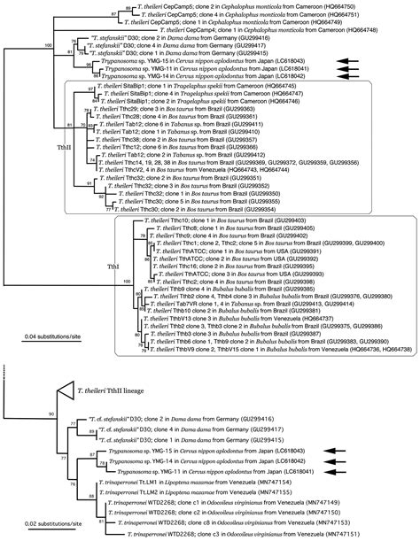 Genetic Diversity Of Cervid Trypanosoma Theileri In Honshu Sika Deer
