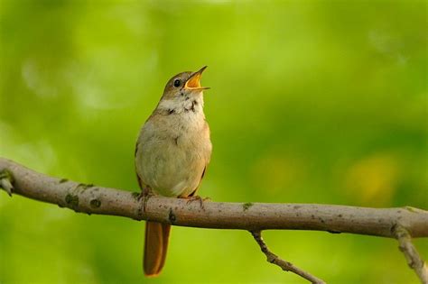 Gambar burung flamboyan jantan dan betina gambar burung wallpaper. Suara Burung Flamboyan Betina - Perbedaan Sikatan Londo ...