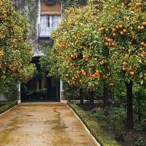 Orange Trees In A Garden In Sevilla Citrus Tree Garden Orchard Garden