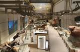 Photos of Smithsonian Dinosaur Fossil Exhibit