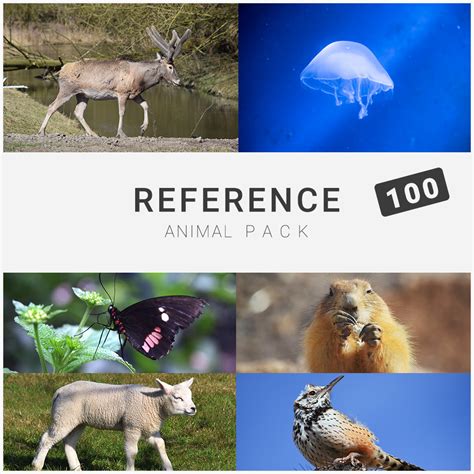 Artstation Reference Animal Pack 100 Resources