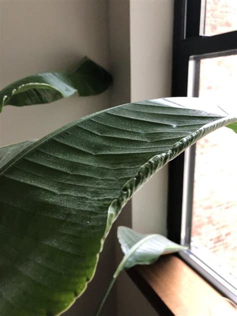 Check spelling or type a new query. Houseplants forum: Birds of paradise plant leaf curl ...