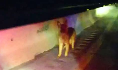 ‘a Real Life Lassie Story Loose Shepherd Dog Leads Police To Truck