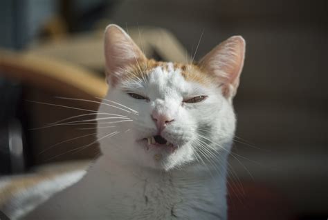 Cat sneezing when should it be taken seriously? Nasopharyngeal Polyps in Cats - Tufts Catnip