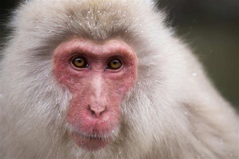 Japanese Macaque Pictures Az Animals