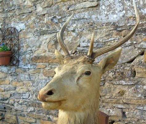 Antiques Atlas Antique Taxidermy Stags Head